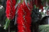 Bottle Brush flower, Fish Eagle Inn, Lake Naivasha, Kenya