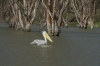 Pelican on Lake Naivasha, Kenya