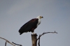 Fish Eagle on Lake Naivasha, Kenya