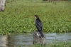 Birds on Lake Naivasha, Kenya