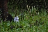 Water Hyacinth, Lake Naivasha, Kenya