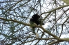 Colobus Monkey, Lake Naivasha, Kenya