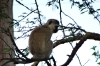 Verved Monkey, Lake Naivasha, Kenya