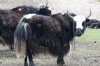 Tibetan family in Sangke Grasslands, near Xaihe, Tibet