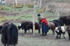 Tibetan family in Sangke Grasslands, near Xaihe, Tibet
