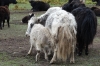 Tibetan family in Sangke Grasslands, near Xaihe, Tibet