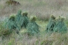 Tibetan family in Sangke Grasslands, near Xaihe, Tibet