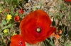 Wild poppies, The Tombs of the Kings, Paphos CY
