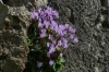 Wild cyclamen, The Tombs of the Kings, Paphos CY