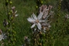 Wild flowers, The Tombs of the Kings, Paphos CY