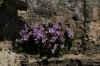 Wild cyclamen, The Tombs of the Kings, Paphos CY