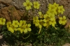 Yellow flowers, The Tombs of the Kings, Paphos CY