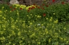 Wildflowers, The Tombs of the Kings, Paphos CY