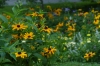 Flowers on Mainau Island DE