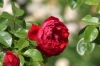 Italian Rose Garden, Mainau Island DE