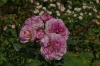 Italian Rose Garden, Mainau Island DE