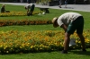 Picking off flower heads, Mainau Island DE