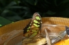 Butterfly House on Minau Island DE