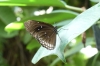 Butterfly House on Minau Island DE