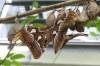 Butterfly House on Minau Island DE