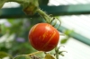 Lost tomato, Mainau Island DE