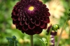 Dahlias on display on Mainau Island DE