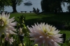 Dahlias on display on Mainau Island DE