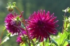 Dahlias on display on Mainau Island DE