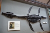 Mary Anning and her fossil at the Natural History Museum, London GB