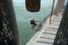 Spider filling up on bugs on Southend Pier GB