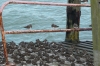 Turnstones resting on Southend Pier GB