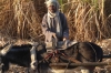 Sugar cane farmers where we landed our balloon after flying over Valley of the Kings, Luxor EG
