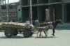 In the streets of Luxor EG