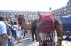 One of the camels in Plaza Mayor, Madrid. ES