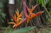 Flowers at Palácio Rio Negro, Manaus BR