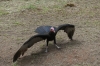 Vulture outside Palácio Rio Negro, Manaus BR