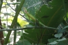 Green lizard. Manuel Antonio National Park CR