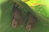 Bats. Manuel Antonio National Park