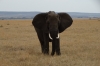 Elephant, Masaimura National Reserve, Kenya