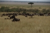 The migration of Wildebeests and Zebras, Masaimura National Reserve, Kenya