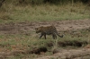 Leopard, Masaimura National Reserve, Kenya