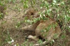 Hot Lion, Masaimura National Reserve, Kenya