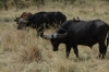 Buffaloes, Masaimura National Reserve, Kenya