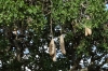 Sausage Tree (for local beer), Masaimura National Reserve, Kenya