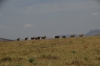 Eland in a row, Masaimara, Kenya