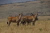 Eland in a row, Masaimara, Kenya