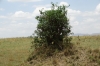 Sandpaper Tree, Masaimara, Kenya