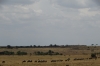 Line of migrating Wildebeest, Masaimara, Kenya
