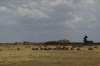 Lines of migrating Wildebeest, Masaimara, Kenya