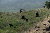 Vultures around Crater San Fernando, near Granada NI